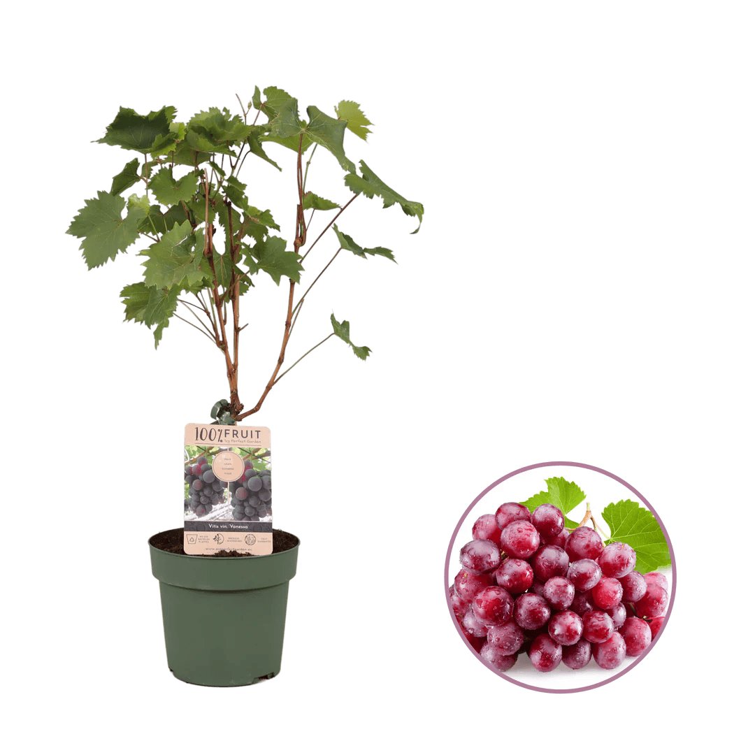 Winterharte Geschenkrebe - Bacharach bedrucken mit Logo