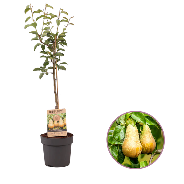 Pear Tree Gift Pack - Lunzenau bedrucken mit Logo