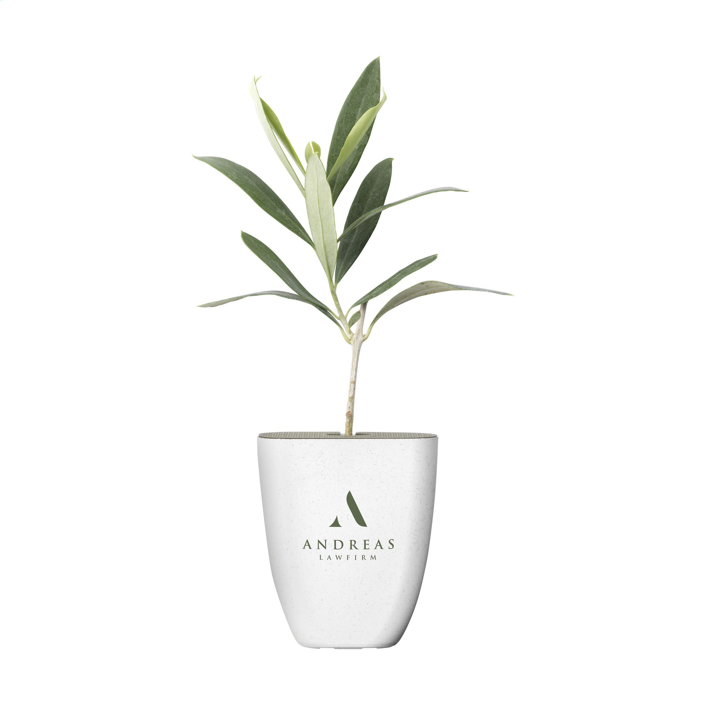 Briefkastenbaum Olive - Pulsnitz