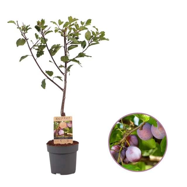 Pflaumenfreude - Bad Krozingen