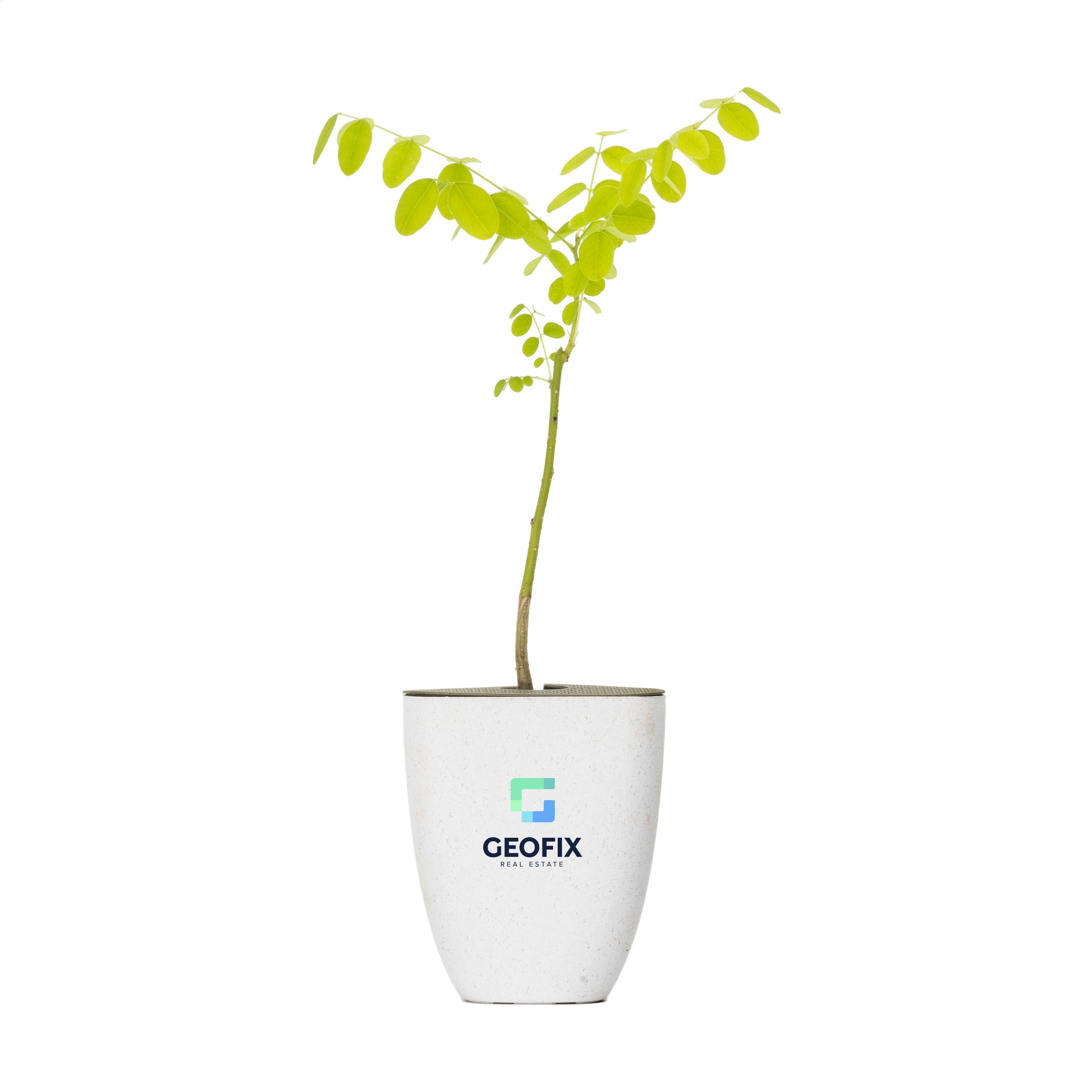 BaumBrief Honigbaum - Schönsee